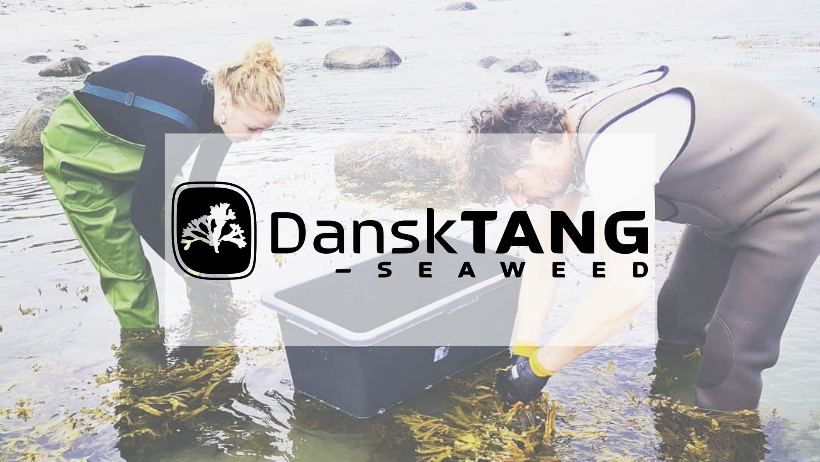 Dansk Tang - Danish Seaweed