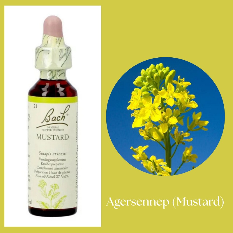 Bach® ORIGINAL FLOWER REMEDIES - Fältsenap (Mustard) 27% alkohol - 20 ml