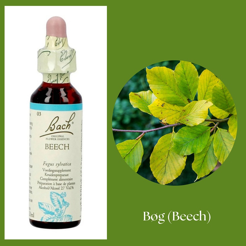 Bach® ORIGINAL FLOWER REMEDIES - Bok (Beech) 27% alkohol - 20 ml