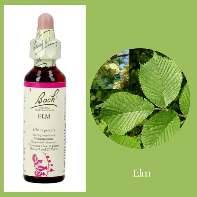 Bach® ORIGINAL FLOWER REMEDIES - Alm (ELM) 27% alkohol - 20 ml