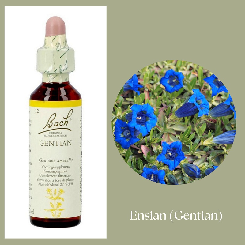 Bach® ORIGINAL FLOWER REMEDIES - Gentiana (Gentian) 27% alkohol - 20 ml