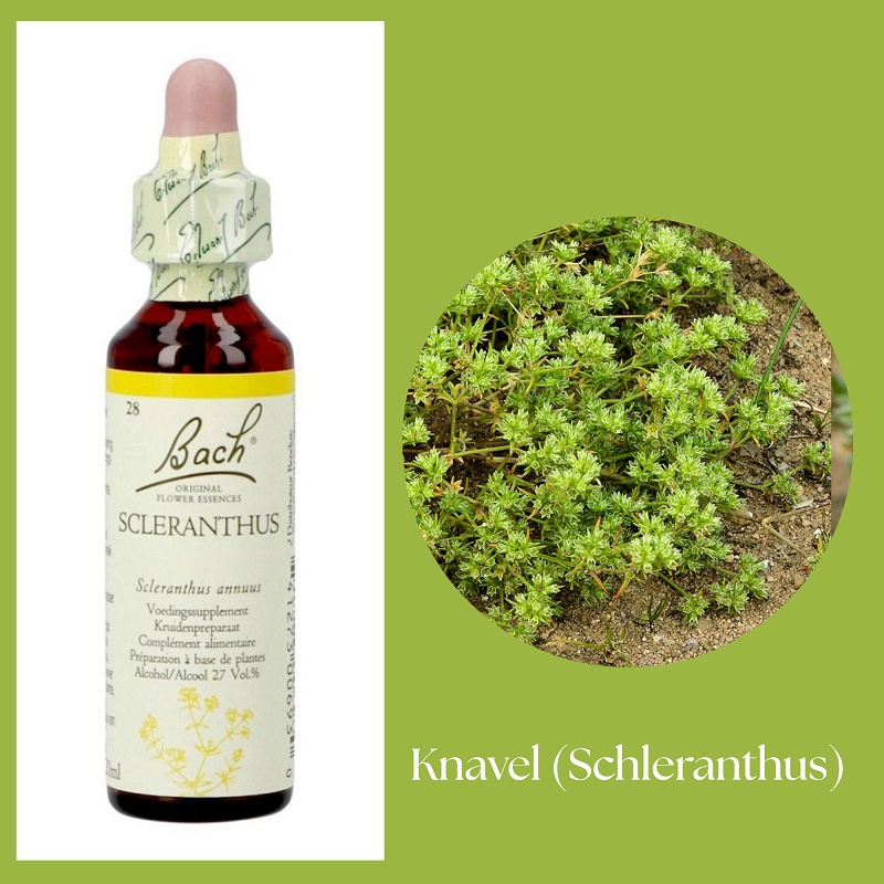 Bach® ORIGINAL FLOWER REMEDIES - Knopp (Schleranthus) 27% alkohol - 20 ml