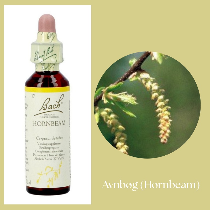 Bach® ORIGINAL FLOWER REMEDIES - Avenbok (Hornbeam) 27% alkohol - 20 ml