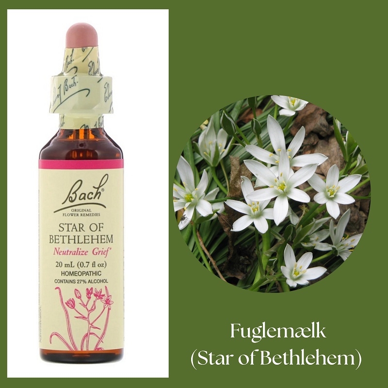 Bach® ORIGINAL FLOWER REMEDIES - Fågelmjölk (Star of Bethlehem) 27% alkohol - 20 ml