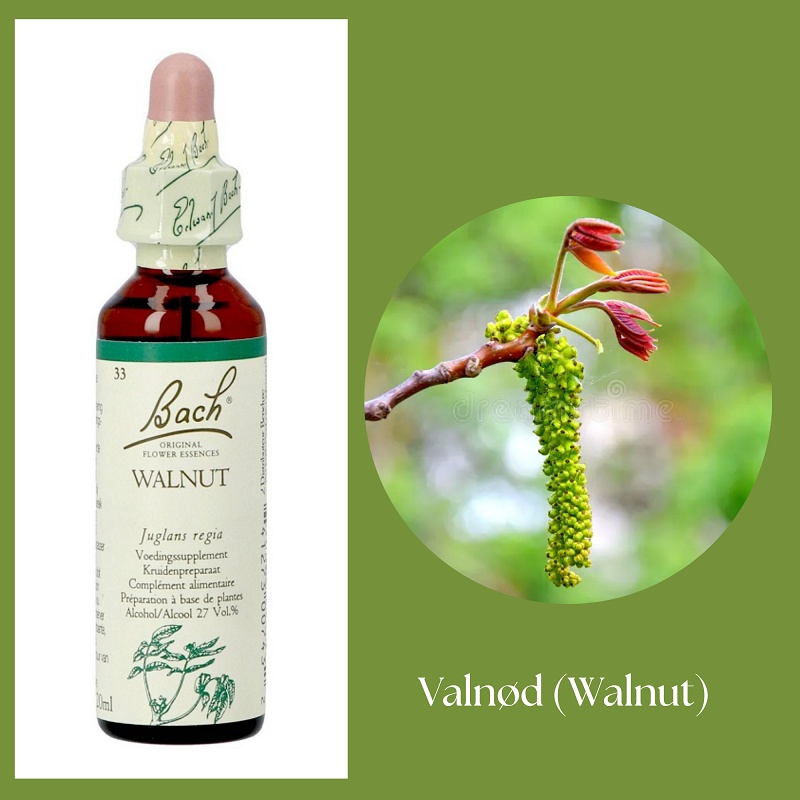 Bach® ORIGINAL FLOWER REMEDIES - Valnöt (Walnut) 27% alkohol - 20 ml