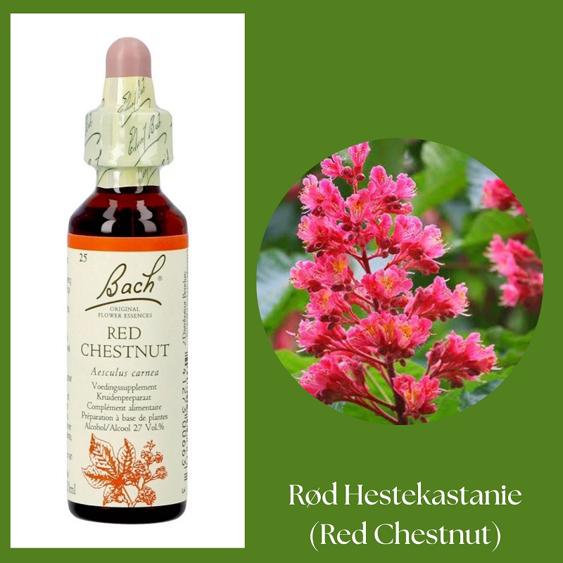 Bach® ORIGINAL FLOWER REMEDIES - Röd hästkastanj (Red Chestnut) 27% alkohol - 20 ml