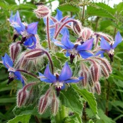 Alteya Organics - Bio Borage Oil