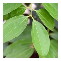 Alteya Organics - Bio Cinnamon Essential Oil