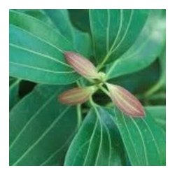 Alteya Organics - Bio Cinnamon Essential Oil