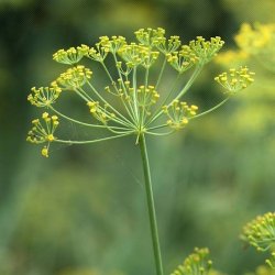 Alteya Organics - Bio Fennel Essential Oil 