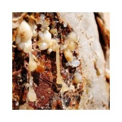 Alteya Organics - Bio Frankincense Serrata Essential Oil