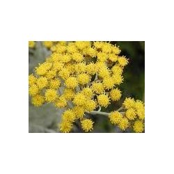 Alteya Organics - Bio Helichrysum Essential Oil 