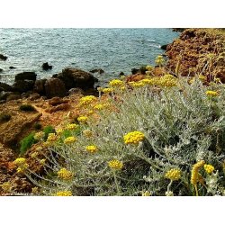 Alteya Organics - Bio Helichrysum Essential Oil 