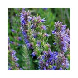 Alteya Organics - Bio Hyssop Essential Oil