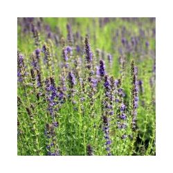 Alteya Organics - Bio Hyssop Essential Oil