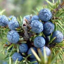 Alteya Organics - Bio Juniper Berry Essential Oil