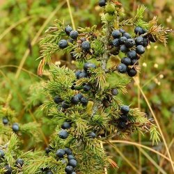 Alteya Organics - Bio Juniper Berry Essential Oil