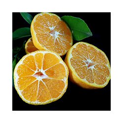 Alteya Organics - Bio Mandarin Essential Oil