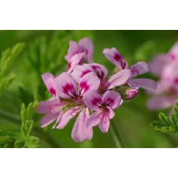 Alteya Organics - Bio Rose Geranium Essential Oil 