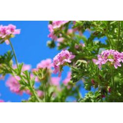 Alteya Organics - Bio Rose Geranium Essential Oil 