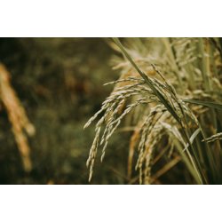 Alteya Organics - Bio Rice Bran Oil