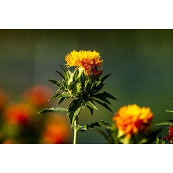 Alteya Organics - Bio Safflower Oil