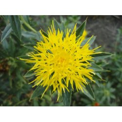 Alteya Organics - Bio Safflower Oil