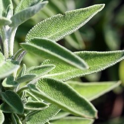 Alteya Organics - Bio Salvia Essential Oil