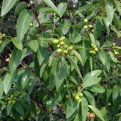 Alteya Organics - Bio Sandalwood Essential Oil 