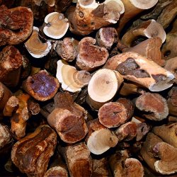 Alteya Organics - Bio Sandalwood Essential Oil 