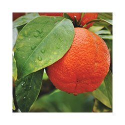 Alteya Organics - Bio Sweet OrangeEssential Oil