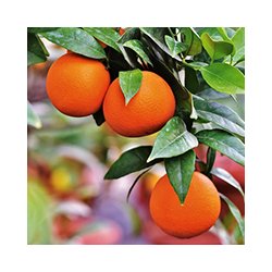 Alteya Organics - Bio Sweet OrangeEssential Oil