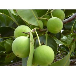 Alteya Organics - Bio Tamanu Oil