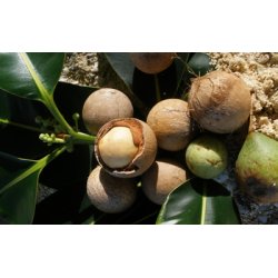 Alteya Organics - Bio Tamanu Oil