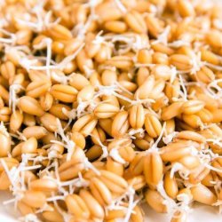 Alteya Organics - Bio Wheat Germ Oil Oil