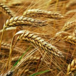 Alteya Organics - Bio Wheat Germ Oil Oil