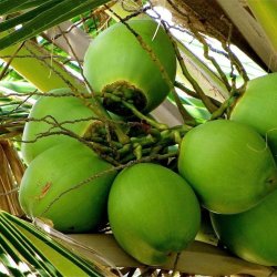 Alteya Organics - BIO Coconut Oil