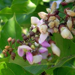 Alteya Organics - Bio Karanja Oil