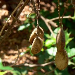 Alteya Organics - Bio Karanja Oil