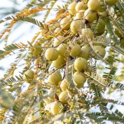 Alteya Organics - Bio combination oil with gooseberry extract