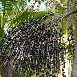 Alteya Organics - Bio Acai Berry Oil