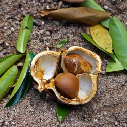 Alteya Organics - Bio andiroba oil