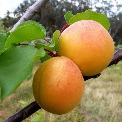 Alteya Organics - Bio Apricot Kernel carrier oil 