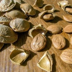 Alteya Organics - Bio Apricot Kernel carrier oil 