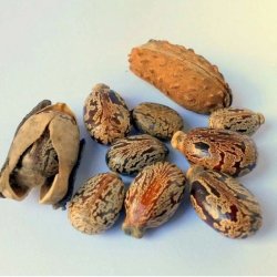 Alteya Organics - Bio Castor Oil