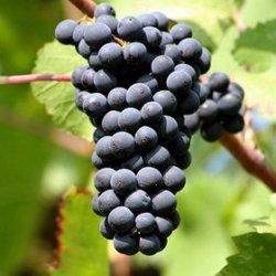 Alteya Organics - Bio Druvkrneolja