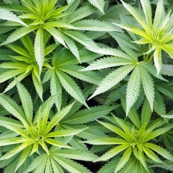 Alteya Organics - Bio Hampfrolja