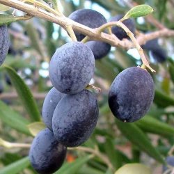 Alteya Organics - Bio Olive Oil