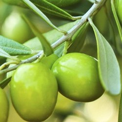 Alteya Organics - Bio Olive Oil