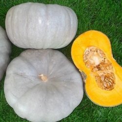 Alteya Organics - Bio Pumpkin Seed Oil